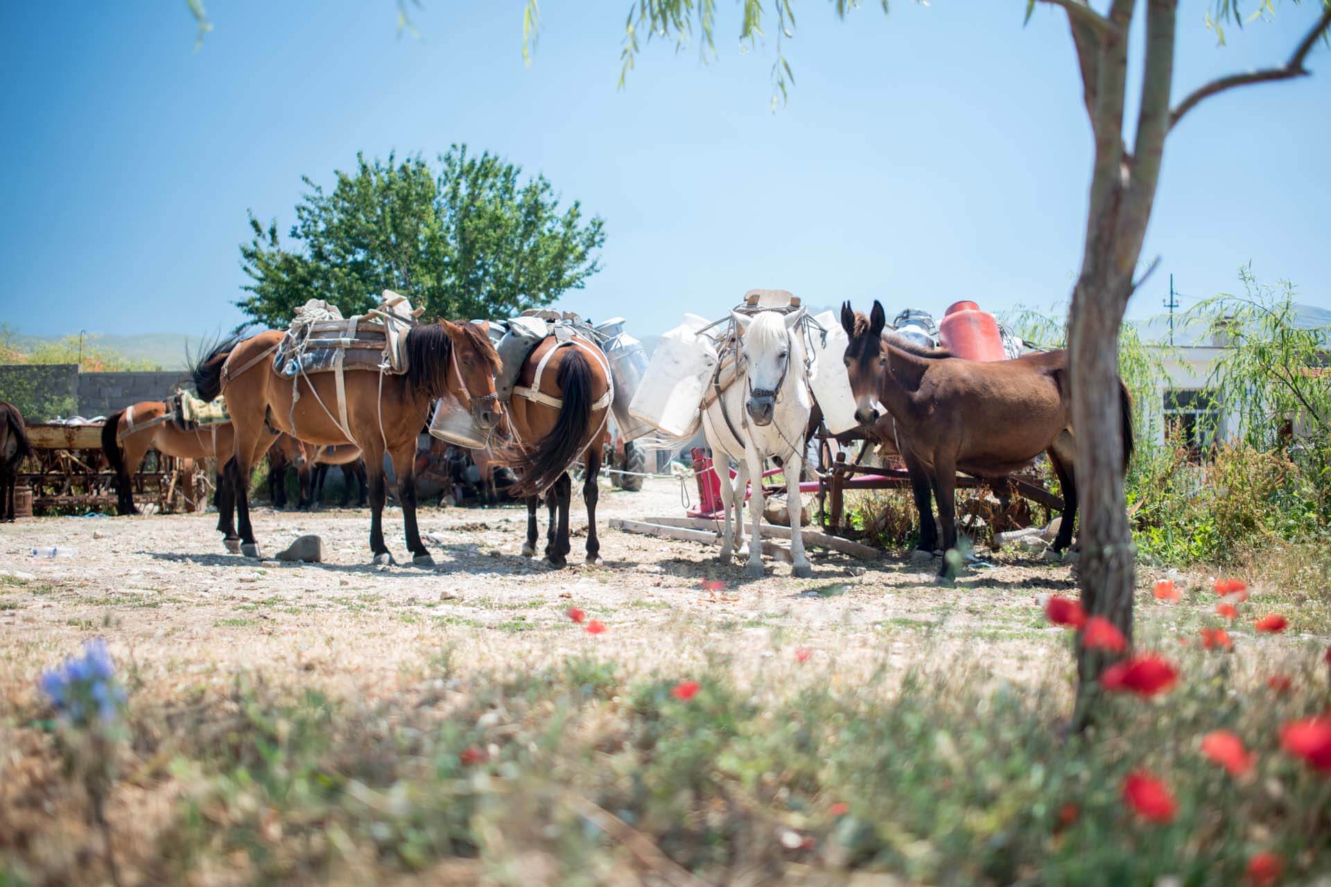 Mietwagenrundreise Zwei unbekannte Länder entdecken-Montenegro&Albanien